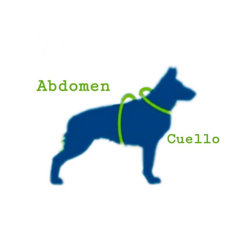 medidas-de-arnes-dibujo
