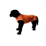 body-castracion-perro-y-gato